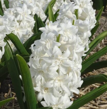 Hiacinte “Snow Crystal”